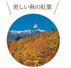 美しい秋の紅葉