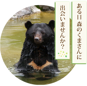 くまさんに会いませんか？